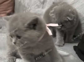 LILAC BSH KITTENS