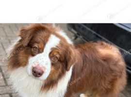 Australian Shepherd cross border collie