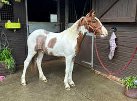 Home bred coloured colt (NOW GELDED (01.02 2024)