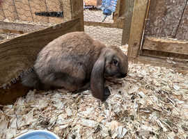 5 x English Lop crossed with French Lop Rabbits.
