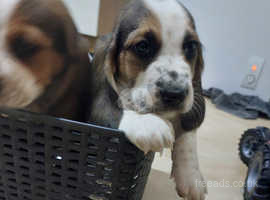 Hound puppies for store sale near me