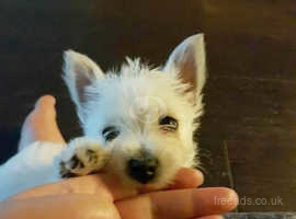 West highland terriers