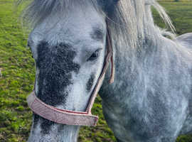 Grey Roan DHP