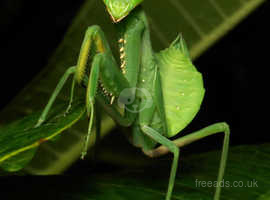 Giant Asian Praying mantis