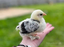 Unsexed pekin bantam chick 2 weeks old