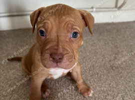 American bulldog Puppies