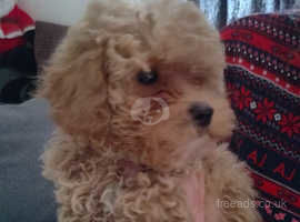 Micro maltipoo for sales sale near me