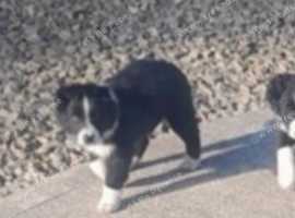 Collie pups