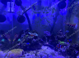 Marine fish tank