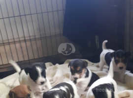 Super cute Parsons Jack Russell puppies . Great lineage