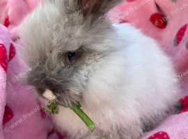 2 male full face English angoras SOLD