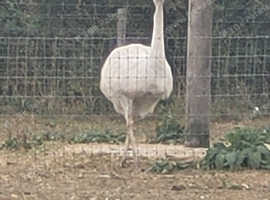 Looking to rehome anyone's unwanted geese and ducks doncasterte