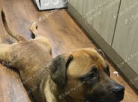 male pup