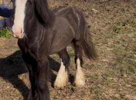 Cob foal