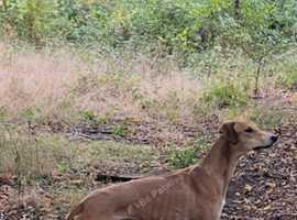 Saluki greyhound