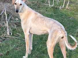 Gorgeous saluki girl