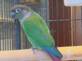 Beautiful conure parrot for sale