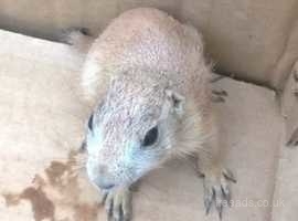 Young male prairie dog for sale