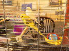 Budgies