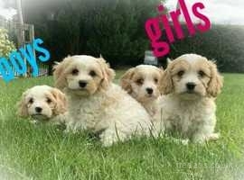 Adorable Cavachon Puppies