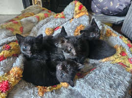 Gorgeous Black Kittens For Sale