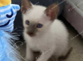 White siamese kittens for 2024 sale