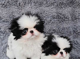 Beautiful girls for sale