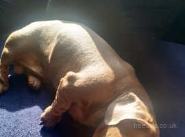 Miniature dachshund boy 3 years old Isabella