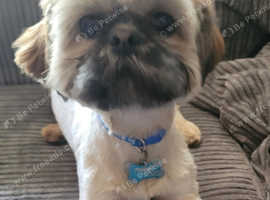8 MONTH OLD SHIH TZU FOR SALE