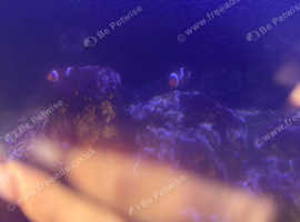 2x clown fish