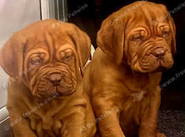 Dogue de bordeaux pups for sale