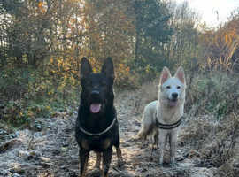 Exceptional KC Registered Working Line German Shepherd Puppies