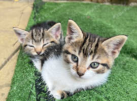 Kittens ready for home NOW