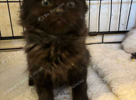 STUNNING NORWEGIAN FOREST KITTENS