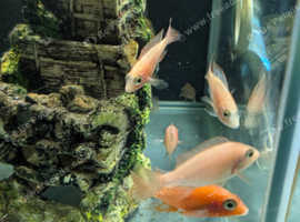 Peacock cichlids