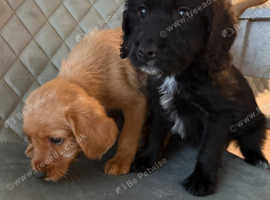 Labradoodle pups