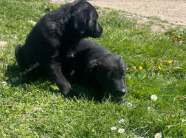 3 Beautiful Labrador x Collie