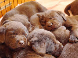 KC Registered Chocolate Labrador Retriever Puppies For Sale