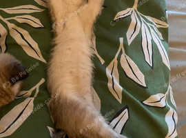 Ragdoll mix breed female