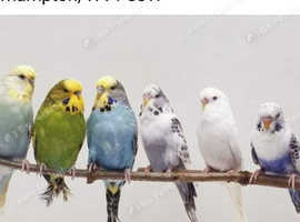 All types of Budgies Available