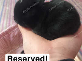Baby rabbits for sale! Ready 17th of june
