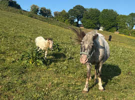 Spotted mare and colt foal at foot