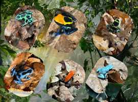 Dart Frogs for Sale - Collection in Kent (Rare Morphs Available)