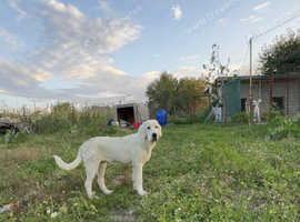 Central Asian shepherds