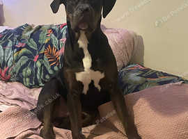 Cane Coro cross
