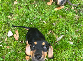 Cross breed puppies for sale sale sussex