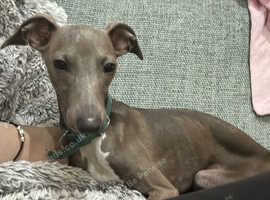 KC registered female Italian greyhound.