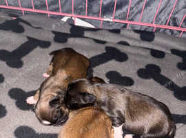 Full breed Lhasa apso puppies