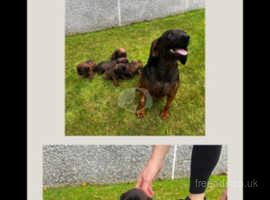 Bavarian mountain hound...1 pup left to book