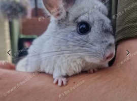 Male and female chinchillas for sale